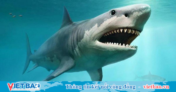 'Cá mập' mắc cạn khi 'bơi' trên sóng Shark Tank